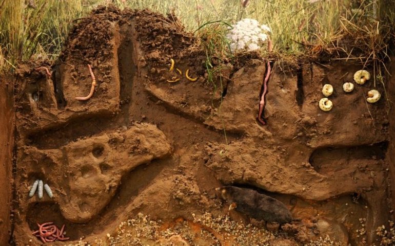 El topo excava hasta 20 metros del túnel por día.