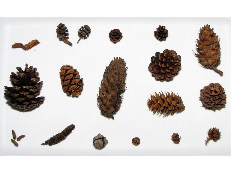 Material natural para composiciones.