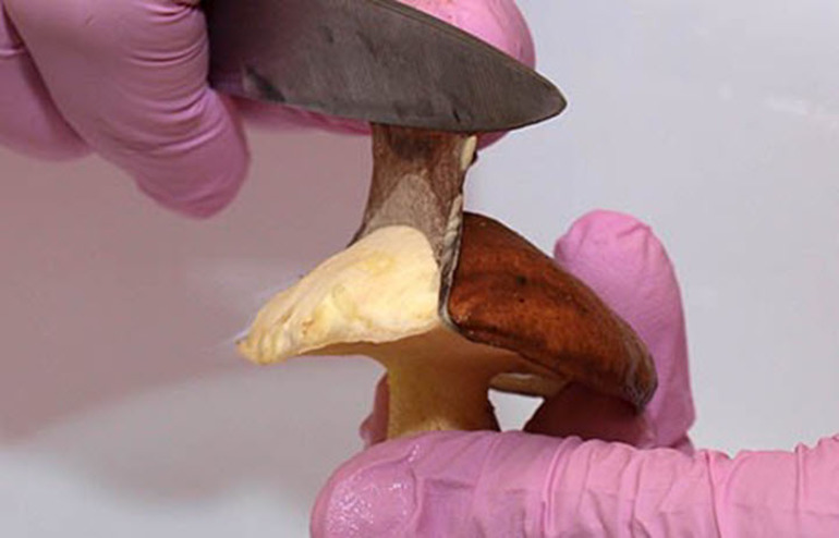 El proceso de limpieza debe comenzar desde la parte superior de la tapa,