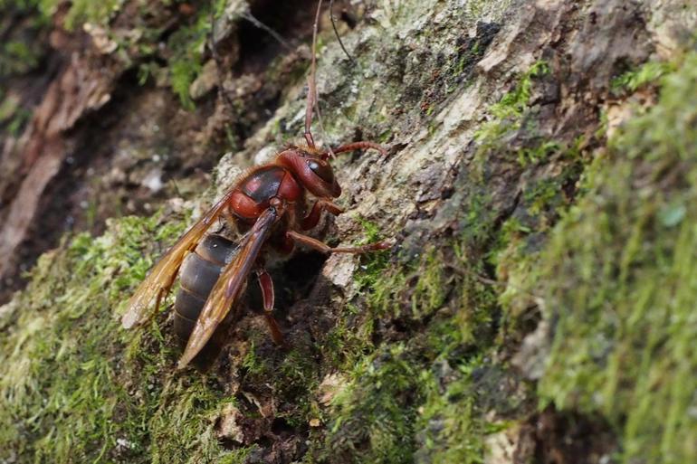 El avispón negro de Dybovsky