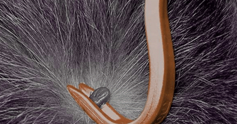 Métodos de extracción de garrapatas