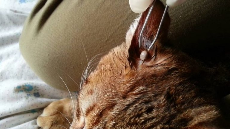 Cómo quitar una garrapata