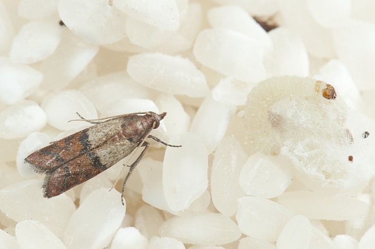 Polilla de comida cómo deshacerse