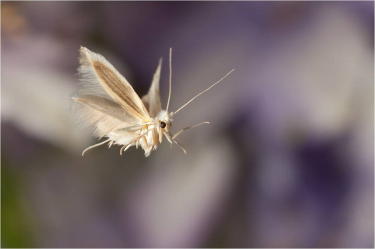 Polilla voladora