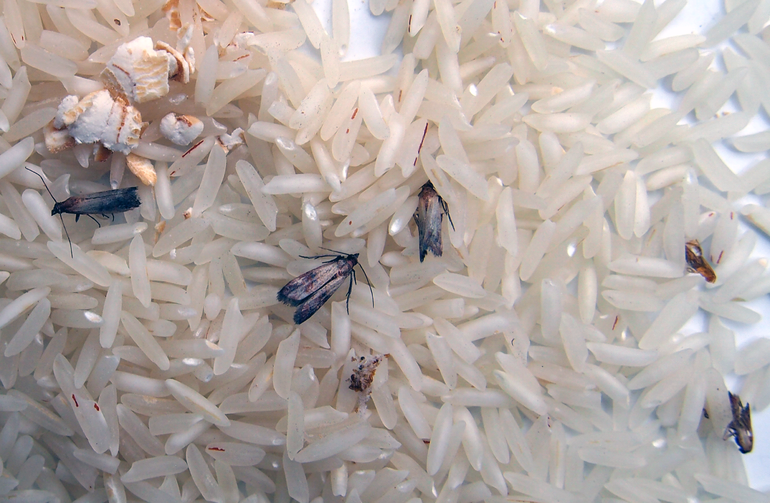 Las razones de la aparición de las polillas.