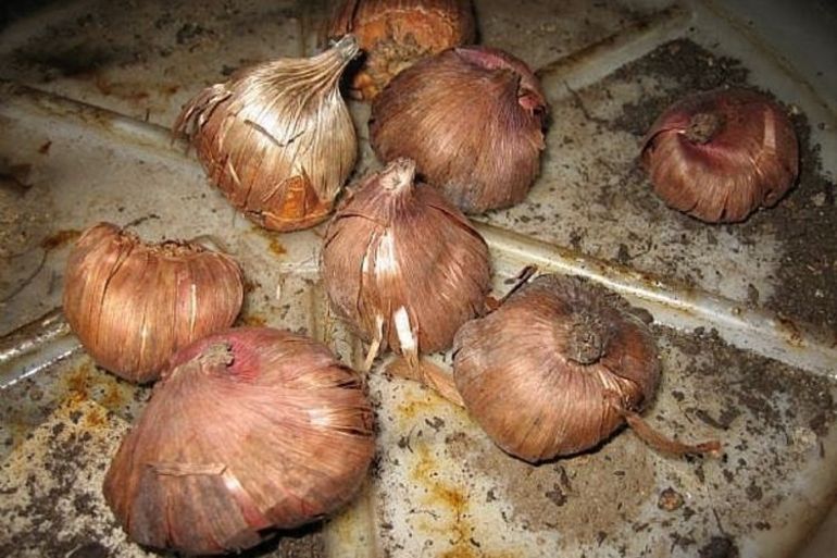 Preparando bulbos para el invierno