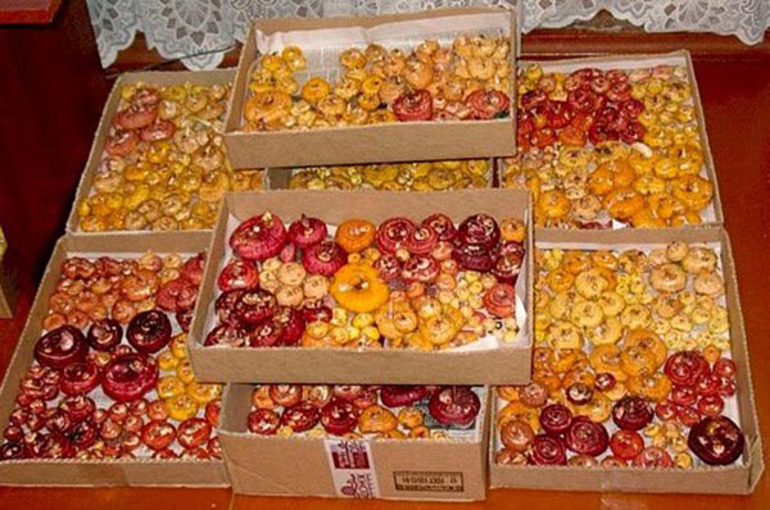 Almacenamiento de gladiolos para el invierno.