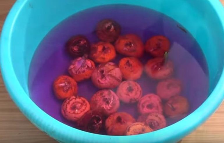 Desinfección de bulbo de gladiolo