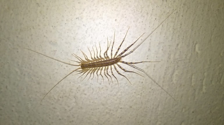 Insecto atrapamoscas que peligroso para los humanos