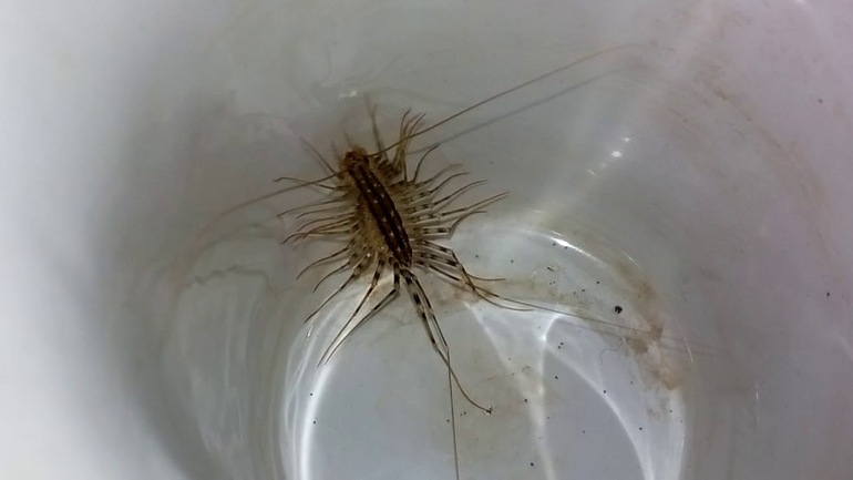 Más simple deshacerse de atrapamoscas