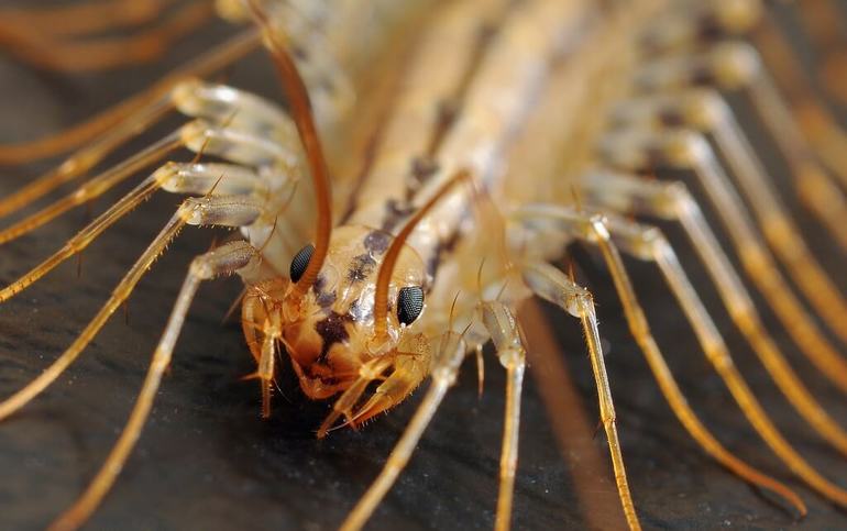 ¿Cómo se ve una trampa para moscas?