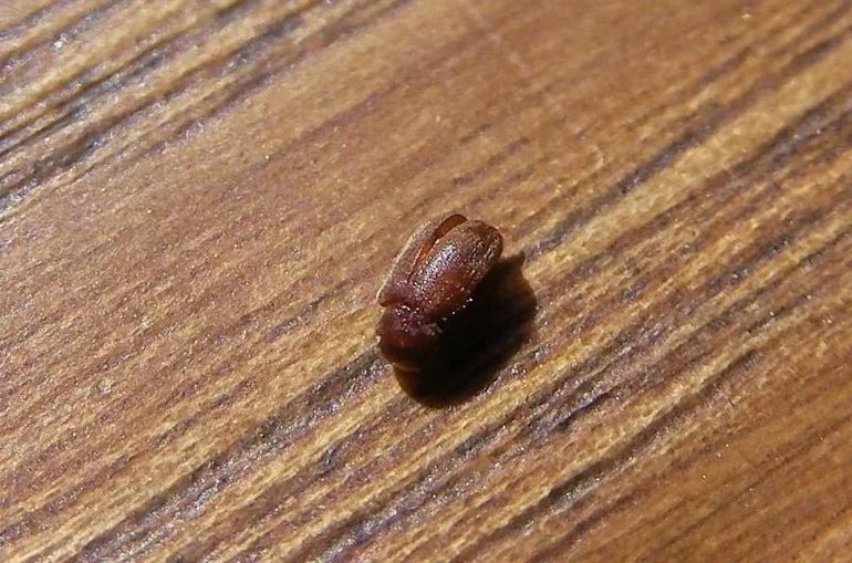 Pequeños bichos marrones en el apartamento