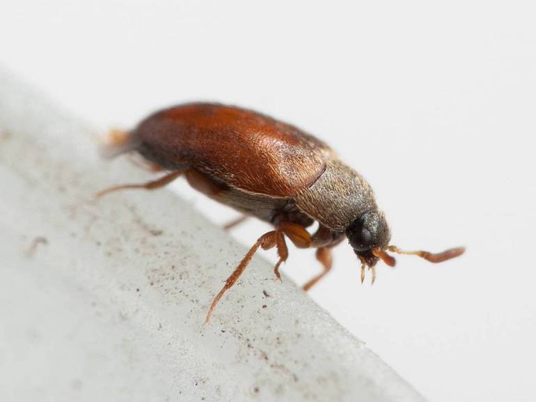 Pequeño escarabajo marrón