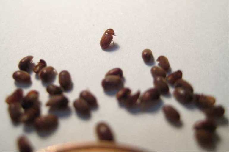 La aparición de errores en el apartamento.