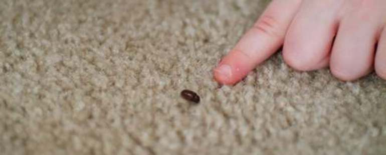 Kozheedy arrastrarse en ciertos lugares.