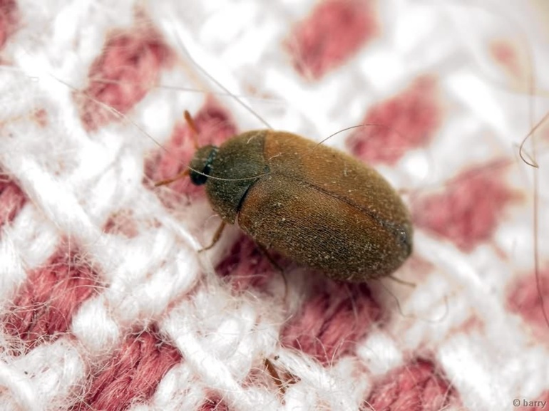 Ubicación de insectos