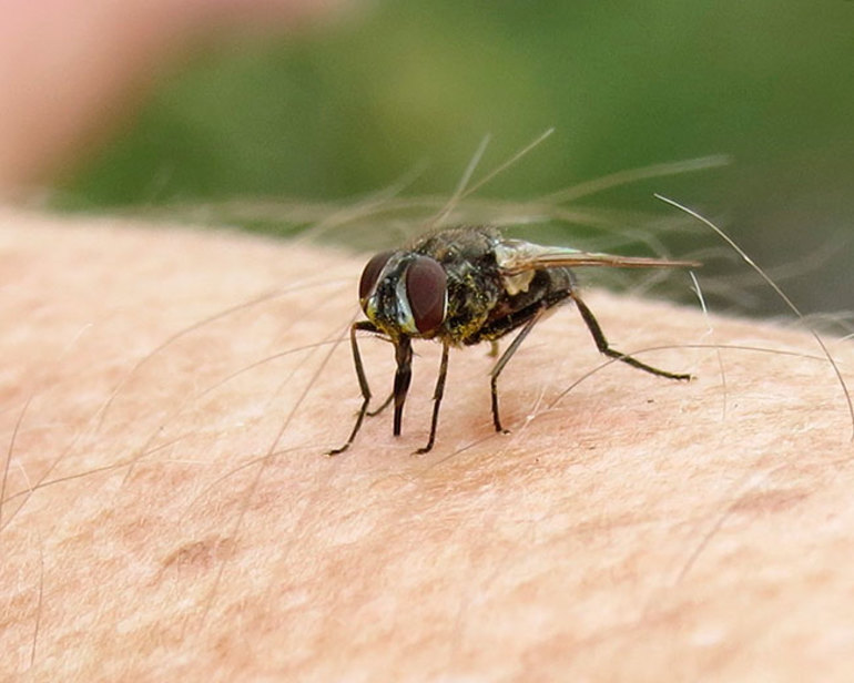 Información sobre moscas y su breve descripción.