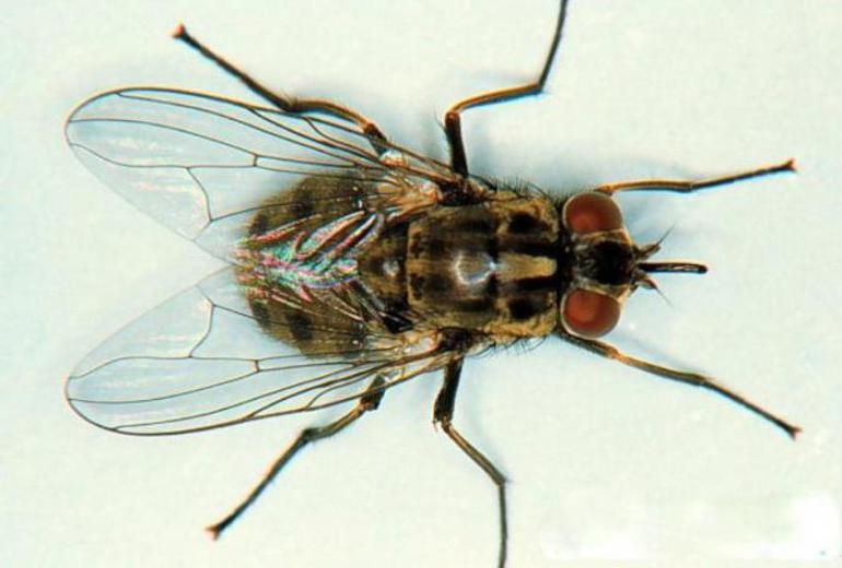 Moscas individuales en el apartamento