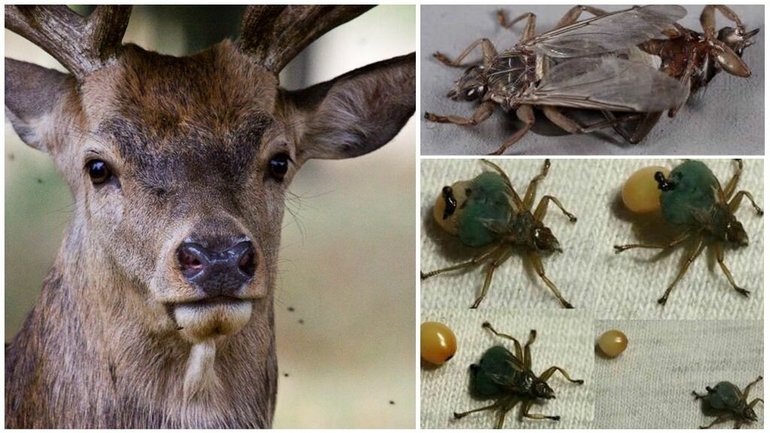 Reproducción de garrapatas