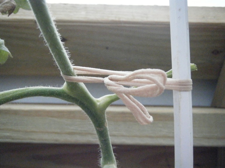 Medias para ligas vegetales